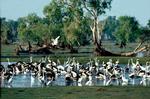 Image of water birds on a billabong in the Dry season