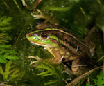 Dahl's Aquatic Frog