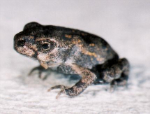 Image of Metamorph Cane toad (Image from Deb Perlogotti)
