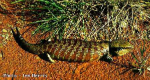 Centralian Blue-tongue Lizard
