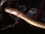 Centralian Carpet Python