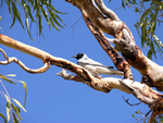 Black-faced Cuckoo-shrike