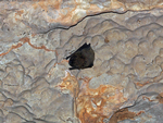 Northern Cave Bat, Windjana