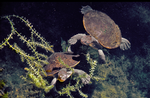 North-west Red-faced Turtles, Kununurra