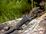 Long-tailed Rock Monitor, Jim Jim Falls