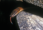 Yellow-naped Snake, Elizabeth Valley