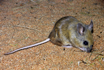 Plains Mouse foraging, Desert Wildlife Park