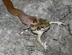 Keelback eating a Cane Toad, Auvergne Station