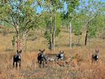 Donkeys, Bulman
