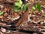 Partridge Pigeon  (G. smithii blaauwi)