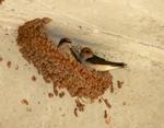 Fairy Martins on nest, Fitzroy Crossing