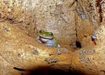 Cave-dwelling Frog, Winyalkan Bay
