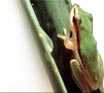 FrogWatch