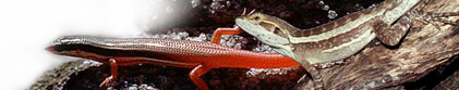 ReptileWatch