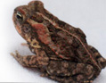 Cane Toad